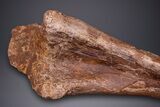 Hadrosaur (Edmontosaurus) Ulna Bone - Wyoming #264887-2